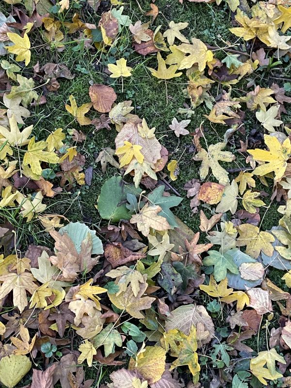 Winter leaves on the ground